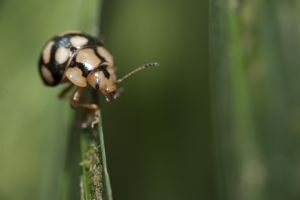 Unidentified beetle on palm. Monteverde Cloud Forest Reserve, Monteverde, Puntarenas, Costa Rica.