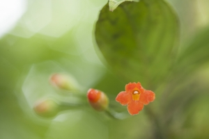 Unidentified flowering plant.  Sendero Pantanoso, The Monteverde Cloud Forest Reserve, Monteverde, Puntarenas, Costa Rica.