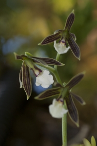 Unidentified orchid in bloom.  Remnant Tree, Finca de Eric Rockwell, Monteverde, Punatrenas, Costa Rica.