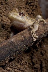 Craugastor crassidigitus. We found this frog during a night walk in the Monteverde Cloud Forest Reserve, Monteverde, Costa Rica. Monteverde is the epicenter of what is now understood to be a global amphibian decline. The forest is eerily silent in the evenings. Monteverde Cloud Forest Reserve, Monteverde, Puntarenas, Costa Rica.