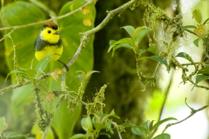 Collared Redstart, Myioborus torquatus. This small songbird is one of many that are commonly found in Monteverde. Foraging behavior, especially within mixed species flocks, has been a focus for numerous researchers in the Monteverde area and has produced many important ornithological papers. The Monteverde Cloud Forest Reserve, Monteverde, Puntarenas, Costa Rica.