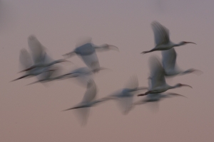 White Ibis flight blur. Eco Pond, Everglades National Park, Florida.