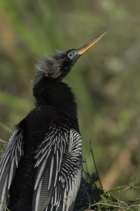 Portrait of adult male Anhinga in breeding plumage.  Shark Valley, Everglades National Park, Florida.