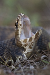 Florida Cottonmouth in defense posture.  Loop Road, Big Cypress National Preserve, Florida.