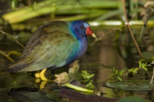 Purple Gallinule in spadderdock.  Shark Valley, Everglades National Park, Florida.