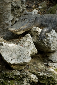 Ameican Alligator above a solution hole.  Fakahatchee State Preserve, Florida.