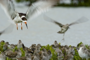 Black Skimmers fighting for dry land at high tide.  Snake Bight, Everglades National Park, Florida.