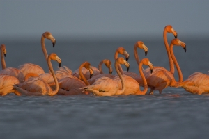Greater Flamingos feeding.  Snake Bight, Everglades National Park, Florida.