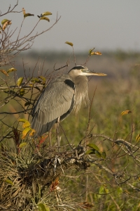 Great Blue Heron in Pond Apple.  Anhinga Trail, Everglades National Park, Florida.