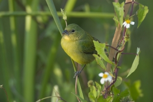 Female Painted Bunting on Devil's needles, Everglades National Park, Florida.