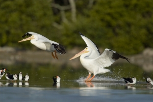 American White Pelicans.  Snake Bight, Everglades National Park, Florida.