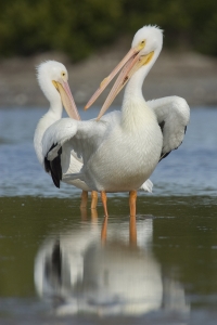 American White Pelicans.  Snake Bight, Everglades National Park, Florida.