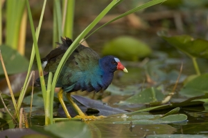 Purple Gallinule in spadderdock and sawgrass.  Shark Valley, Everglades National Park, Florida.