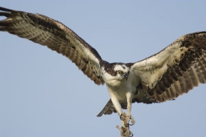 Perched Osprey.  Flamingo, Everglades National Park, Florida.