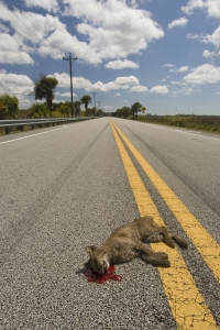Dead Bobcat in road.  US-41, Big Cypress National Preserve, Florida.