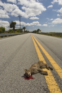 Dead Bobcat in road.  US-41, Big Cypress National Preserve, Florida.