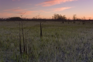 Pre-dawn cypress prairie and dome.  Loop Road, Big Cypress National Preserve, Florida.