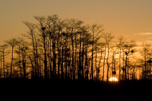 Sunrise through cypress.  Loop Road, Big Cypress National Preserve, Florida.