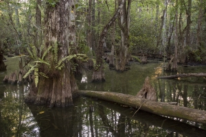 Sweetwater Strand landscape.  Loop Road, Big Cypress National Preserve, Florida.