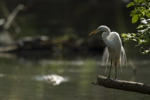 Backlit Great Egret in cypress swamp.  Sweetwater Strand, Loop Road, Big Cypress National Preserve, Florida.