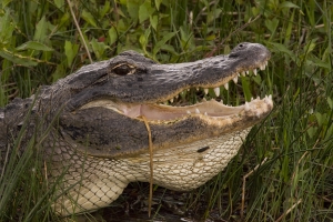 American Alligator basking.  Anhinga Trail, Everglades National Park, Florida.