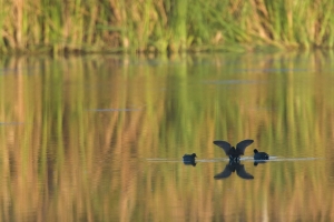 Common Moorhens and American Coot.  Eco Pond, Everglades National Park, Florida.