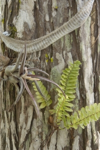 Snakeskin and fern on cypress trunk.  Everglades National Park, Florida.