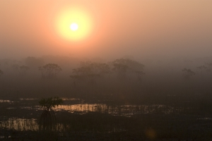 Sunrise and fog over mangrove dotted wet prairie.  Everglades National Park, Florida.