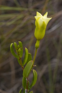 Flowering Pineland Allamanda.  Long Pine Key, Everglades National Park, Florida.