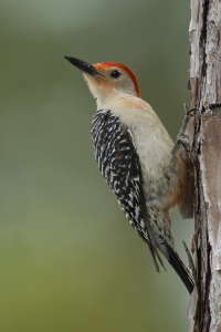 Red-bellied Woodpecker, Melanerpes carolinus, perched on pine.  Long Pine Key, Everglades National Park, Florida.