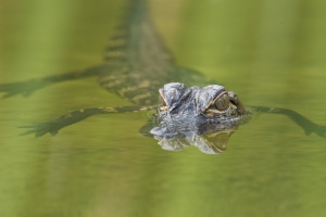 Young American Alligator portrait.  Employee Housing, Long Pine Key, Everglades National Park, Florida.