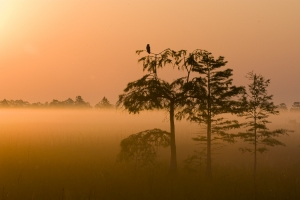 Red-shouldered Hawk in Pond Cypress at Sunrise.  Everglades National Park, Florida.