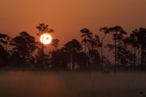 Sunrise in Pinelands, Mahogany Hammock, Everglades National Park, Florida.