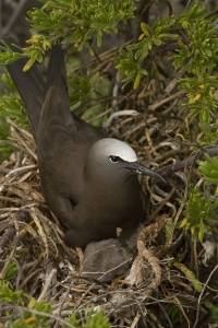 Brown Noddy in nest with chicks.  Bush Key, Dry Tortguas National Park, Florida.