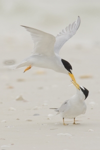 Least Tern courtship behavior.  Tigertail Beach, Marco Island, Florida.