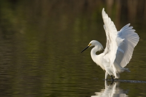 Snowy Egret landing.  Mrazek Pond, Everglades National Park, Florida.