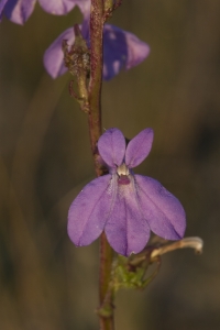 Flowering Glades Lobelia.  Long Pine Key, Everglades National Park, Florida.