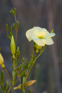 Flowering Pineland Allamanda.  Long Pine Key, Everglades National Park, Florida.