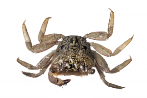 Mangrove Tree Crab (Aratus pisonii). Field Studio, Meet Your Neighbors Project.