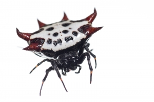 Spinybacked Orbweaver (Gasteracantha cancriformis). Field Studio, Meet Your Neighbours Project.