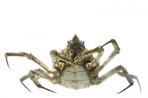 Longnose Spider Crab (Libinia dubia). Field Studio, Meet Your Neighbours Project.