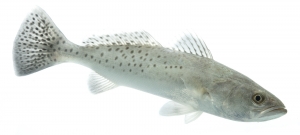 Spotted Seatrout (Cynoscion nebulosus). Field Studio, Meet Your Neighbours Project.