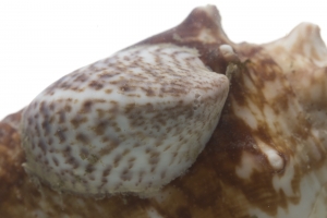 Spotted Slipper Shell (Crepidula maculosa). Field Studio, Meet Your Neighbours Project.
