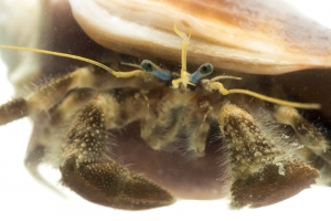 Palmate Hermit Crab (Pagurus impressus). Field Studio, Meet Your Neighbours Project.
