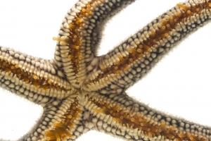 Small-spine Sea Star (Echinaster spinulosus). Field Studio, Meet Your Neighbours Project.