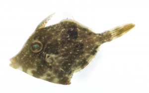 Fringed Filefish (Monacanthus ciliatus), juvenile.  Field Studio, Meet Your Neighbours Project.