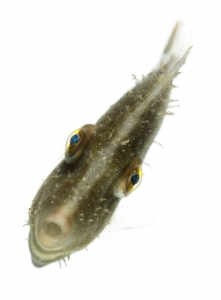 Fringed Filefish (Monacanthus ciliatus), juvenile.  Field Studio, Meet Your Neighbours Project.