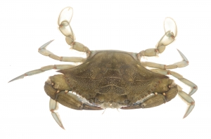 Blue Crab (Callinectes sapidus).  Field Studio, Meet Your Neighbours Project.