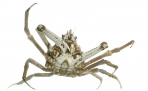 Longnose Spider Crab (Libinia dubia).  Field Studio, Meet your Neighbours Project.