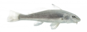 Gulf Kingfish (Menticirrhus littoralis) (Whiting).  Field Studio, Meet Your Neighbours Project.